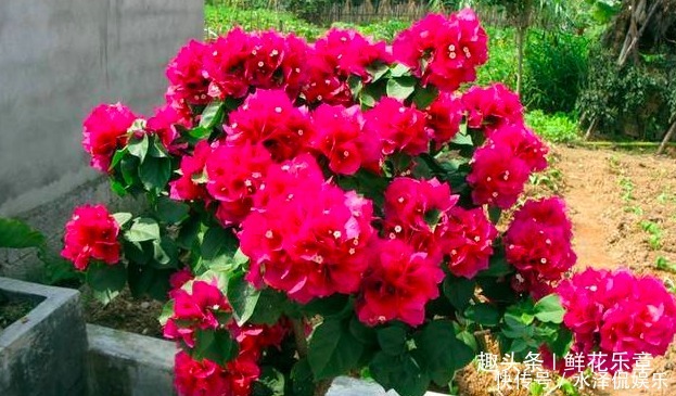 叶子|三角梅只长叶子不开花怎么办从三个环节“下功夫”,不爆盆都难