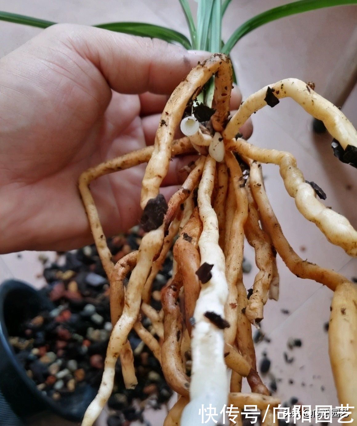 建兰不开花？哪里出问题了？施加氮，磷肥，花期准时开花