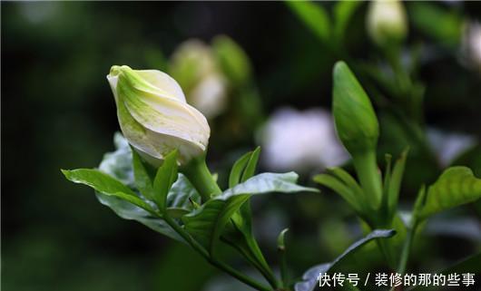 此个|栀子花总是掉花苞,茉莉花也不开花,肯定是因为此个