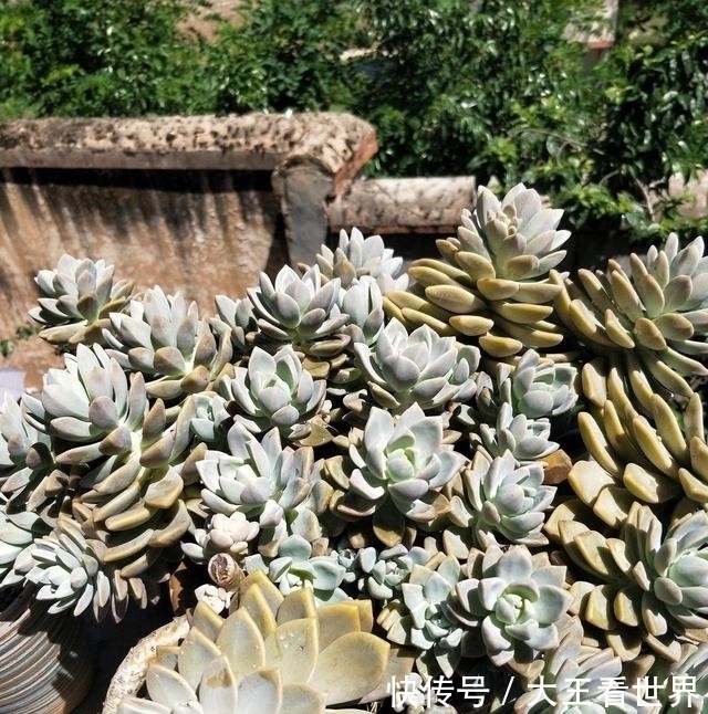 扛把子|养棵冬美人,多肉界的“扛把子”,一长一大片,嗖嗖长成悬崖桩