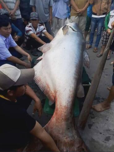 捕鱼|奇闻渔民凌晨捕鱼,渔网拉不动,看清后收获意外惊喜