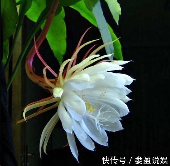 长寿花|别再浪费钱买花了，这些花掰片叶子就能长一大盆，省下好多钱！