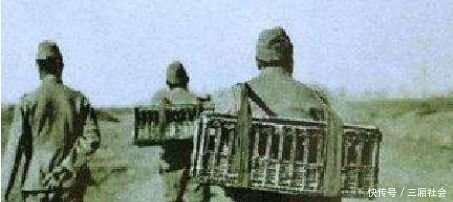 抗日战争|抗日战争时期,在战场上看到这种鸟,见一只消灭一只