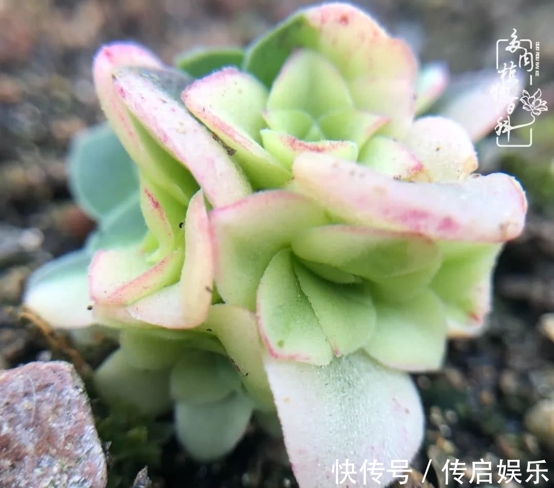 科普“山地玫瑰锦”万中无一，仙气缭绕！附养护知识！