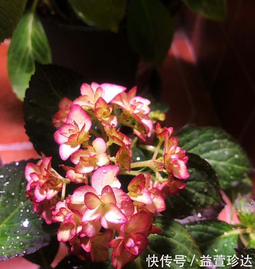 养花浇水,这4个错别犯,否则养啥花都黄叶、烂根,学会一生受用