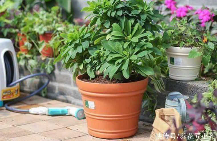 家庭养花4种“花盆”不能用，烂根烂叶都是由它引起的