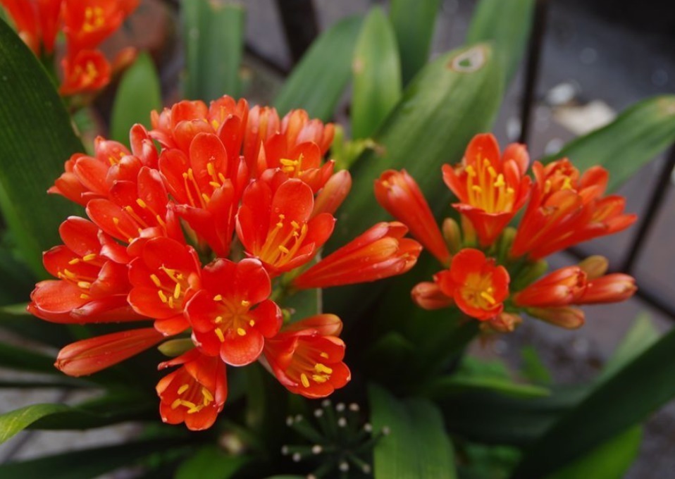 土壤|养不好君子兰有“5不”,新手照做任意一条,都会导致出问题