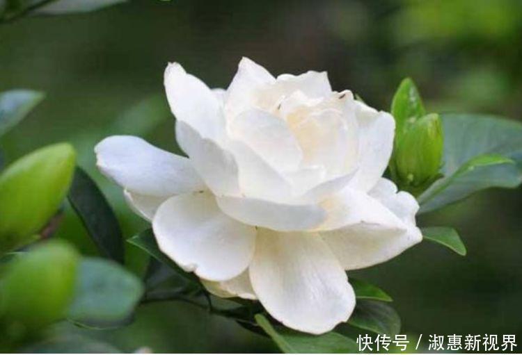 开花量大的几款花卉,开花勤爱爆盆,一年四季花开不停