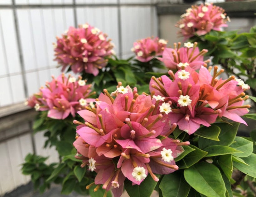 三角梅养不开花掌握促花小技巧,一年开多次,次次都爆盆