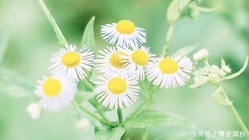 水调数|北宋词人醉后睡醒，写下一首伤春词，其中七字惊艳世人