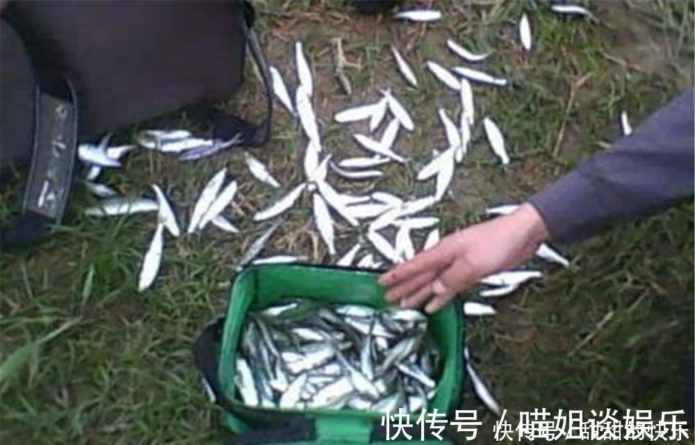 子线|钓白条鱼要追求效率，这些方法可以“速刷”，半天十多斤，很过瘾