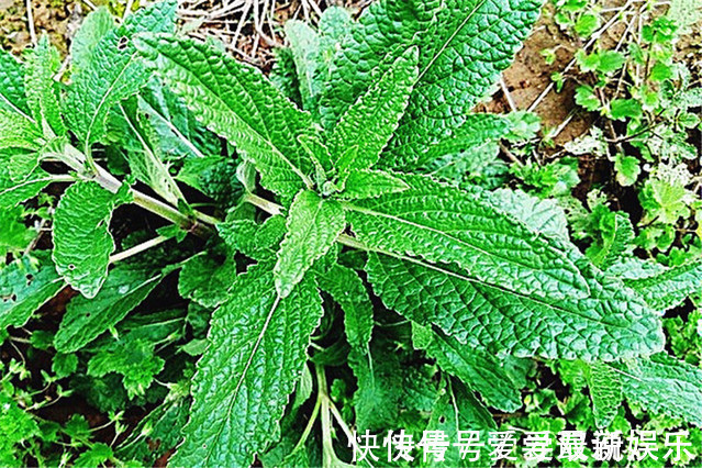 植物|农村有一种称之为“癞蛤蟆”草的植物，没想到它能治这么多病！