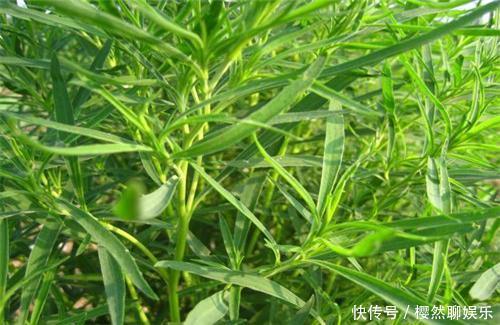 清热|七月,这个野菜随处可见,清热去暑降血压,不懂的人把它当草