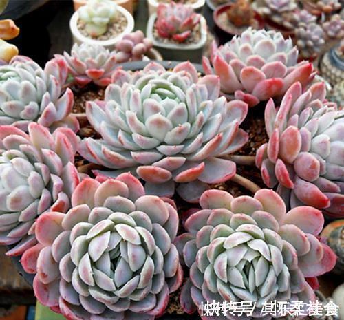 叶片|3种多肉植物，叶片有香味，遇水易疯长，养成小老桩！