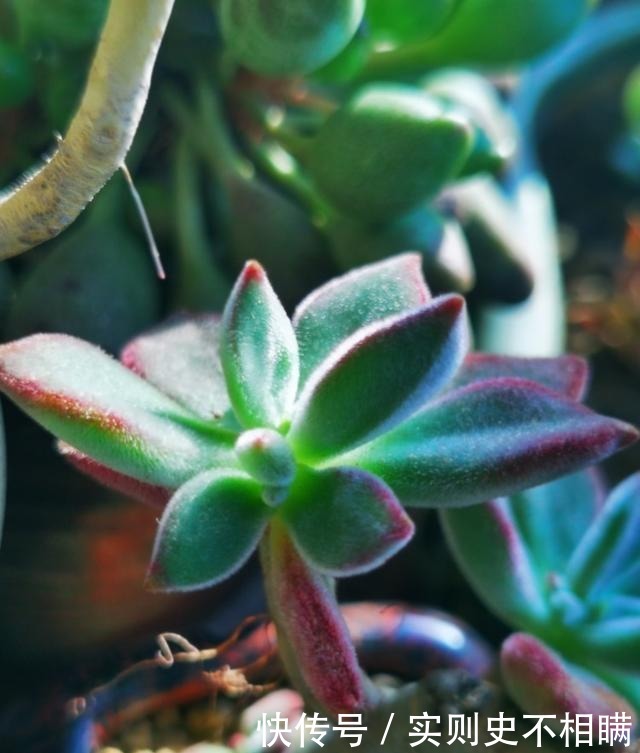 爱之蔓|你红尖尖,我红边边