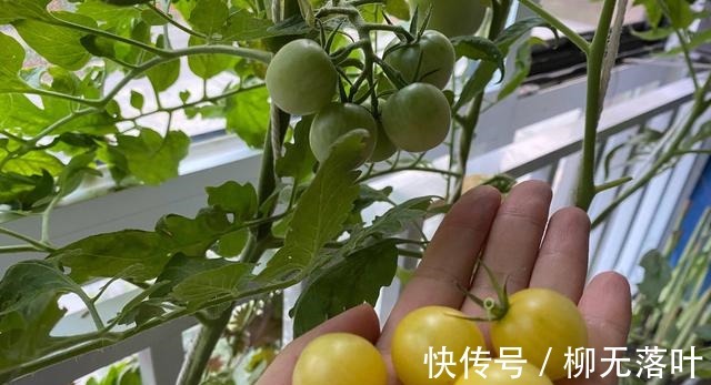 种菜|要种菜就种一盆它,肥水光照足,果子“结满一树”,漂亮又高产!