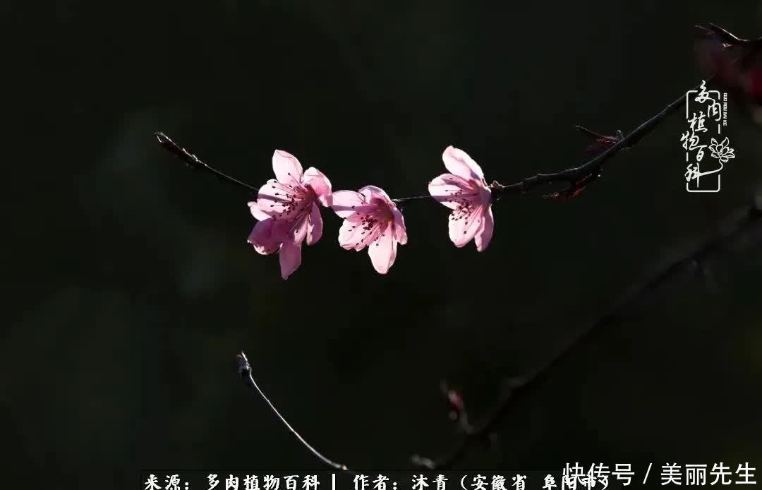 多肉——入了我的时光画卷!