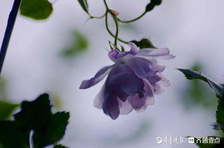 芬芳馥郁，香气醉人！济南五龙潭蔷薇花开来打卡啦|花开齐鲁| a5233