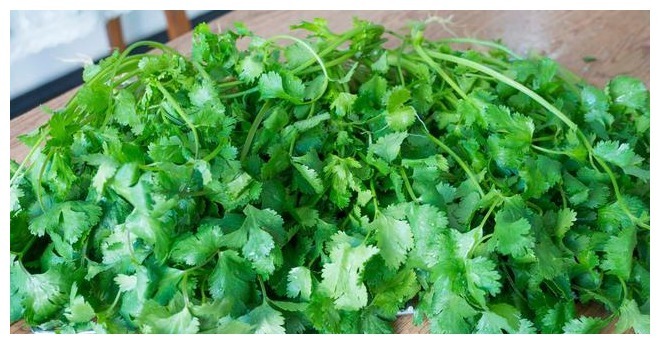 香菜保存有诀窍,3种储存方法,随吃随取,不发黄不腐烂,去试试
