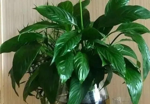 6种花一天不浇水,叶子就耷拉,缺水3天就死翘