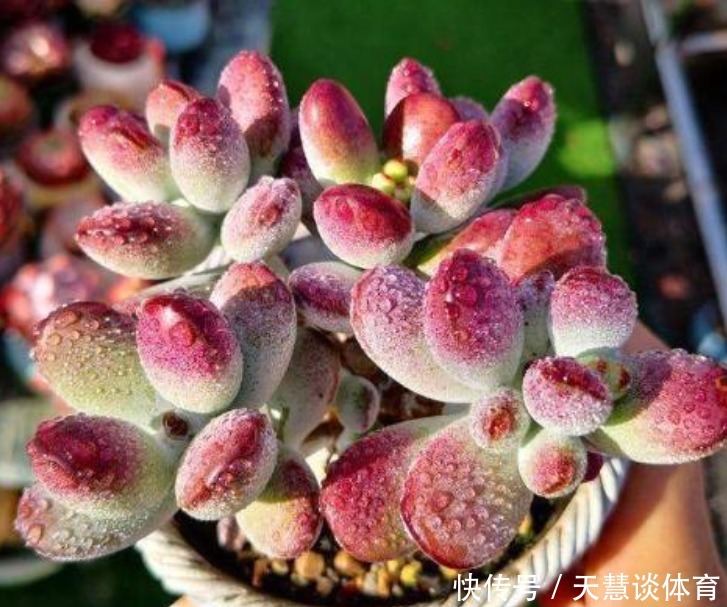 多肉植物|多肉爱喝2种“肥水”，一月给2次，叶子胖嘟嘟，养成“小胖墩”