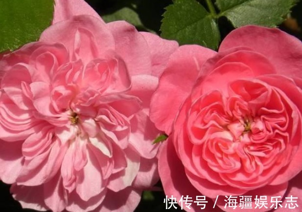 月季|三种观赏价值非常高的月季，不是我国培育的，但是适合种在庭院中