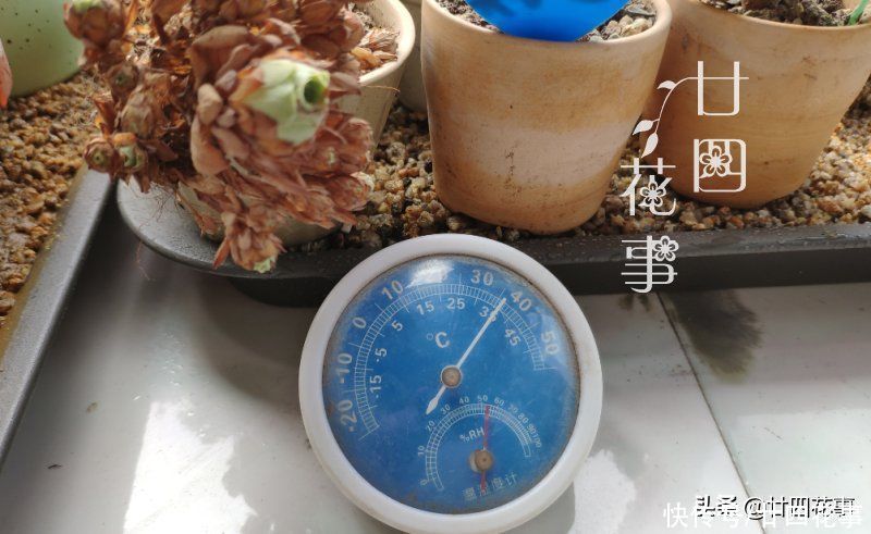 高温|邻居冒着35℃高温，给多肉上盆，不是无知无畏，而是成竹在胸