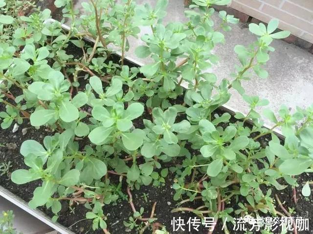 可口|1种野菜含钾高,阳台就能种,年年可摘,好吃可口!