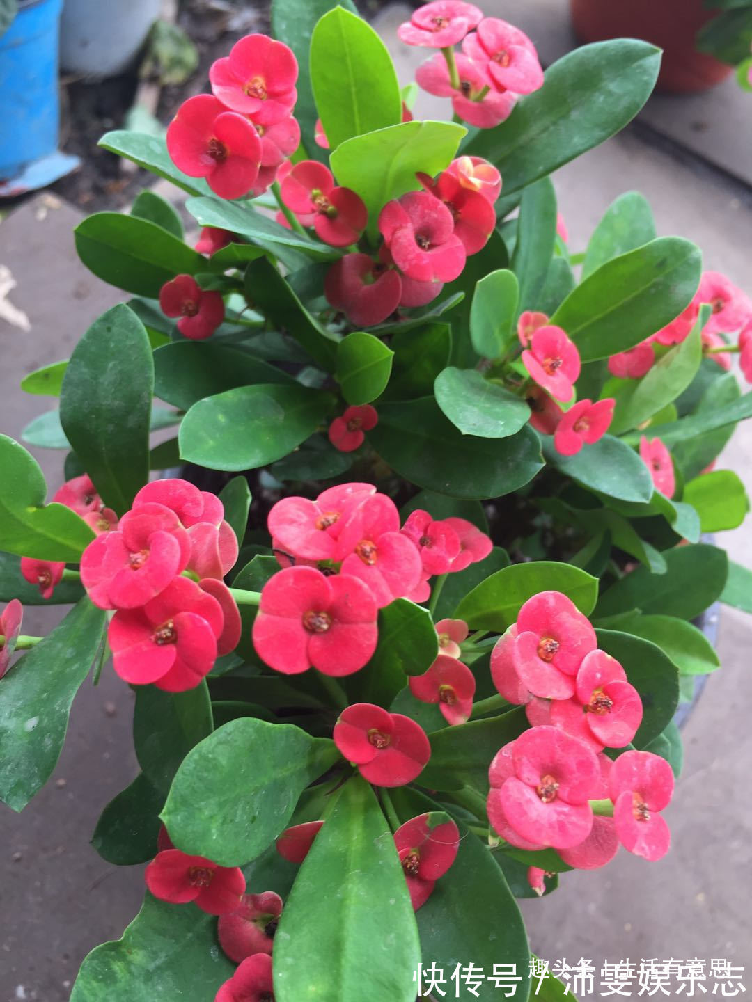 铁海棠,勇猛不失儒雅,修剪小技巧,花开年年爆,1盆变10盆!