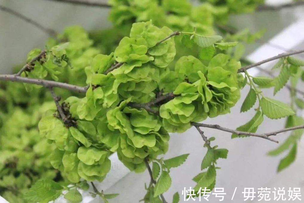榆荚|藏在树上的“安眠菜”,营养丰富静心安神,现在不吃等一年