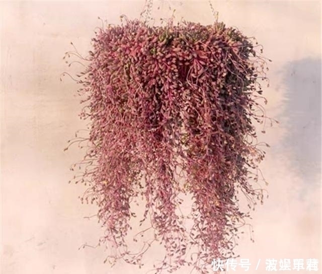 叶子|10款能吊起来养的多肉,一个比一个美,还不占地方
