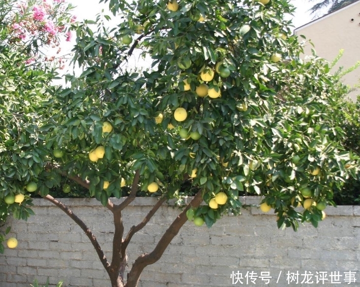 种植|古人说的:“五树进宅,人穷家败”,是指哪5种树,为何不能栽?