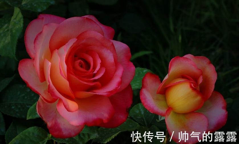 当下月季花管理，“三害一肥”是重点