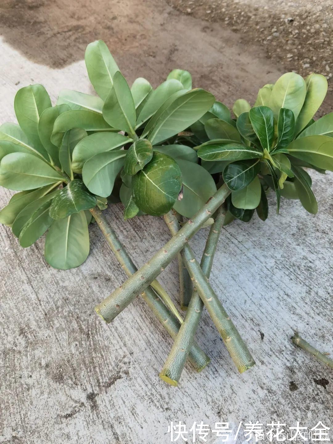 嫁接|养了30年的玉树，扦插开出9色花，快来沾沾喜气