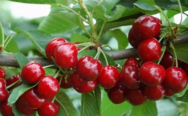 维他命c|想要身体健康，不妨常吃3种食物，美容养颜，提高免疫力