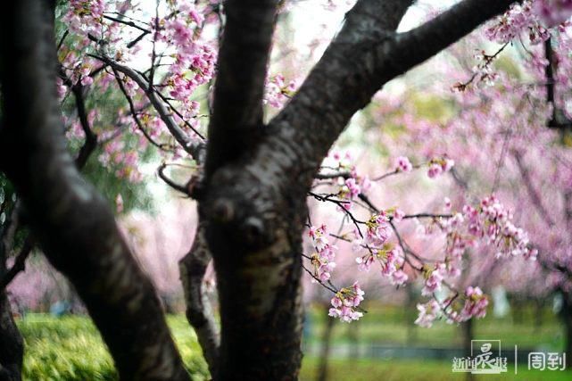 雨打樱花，花衬雨，雨中樱花别样美！内附保姆级拍花攻略