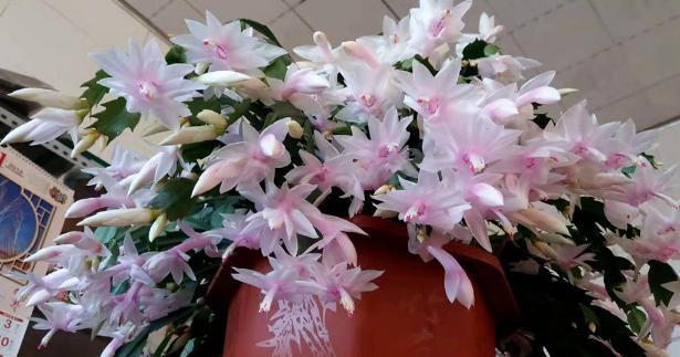 病因|蟹爪兰不开花,叶子还发蔫褶皱该怎么办摸清病因,轻松治愈