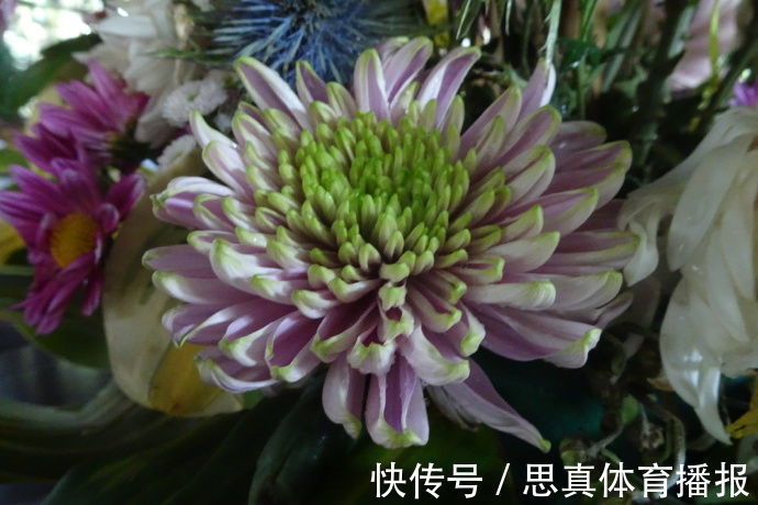 喜欢菊花,不如养盆优良名菊“红衣绿裳”,花色艳丽,高贵典雅!