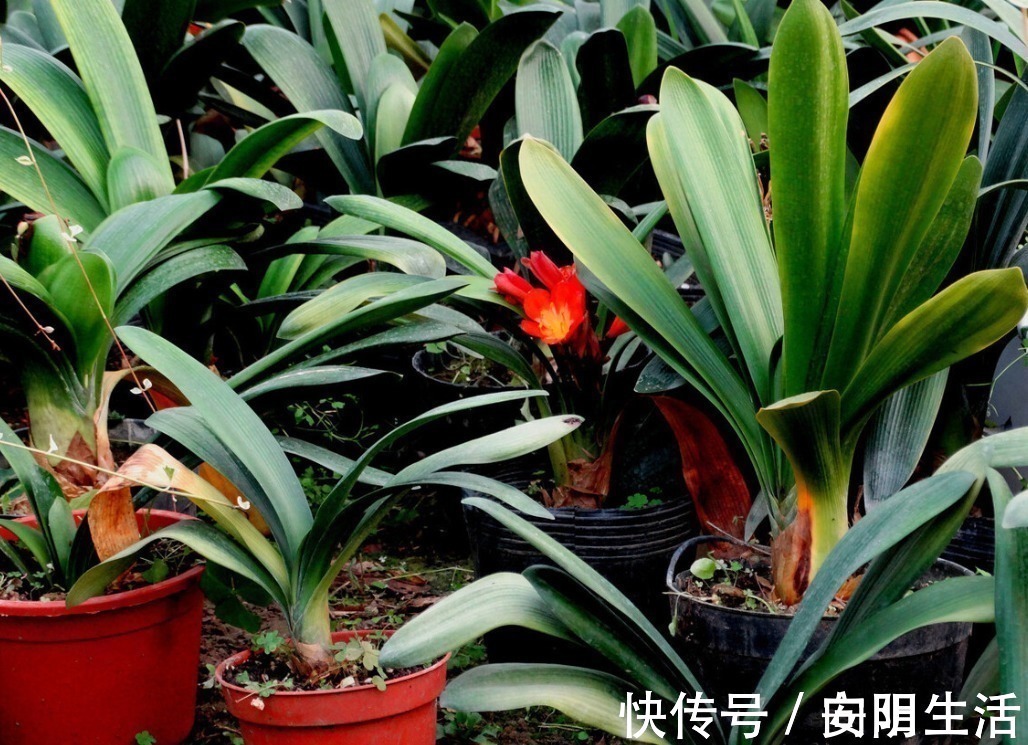浇水|君子兰害怕五件事,新手经常犯,难怪越养越糟糕