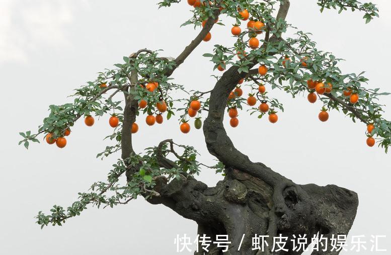 最新最全的挂果盆景的栽培与养护技巧，你学会了么