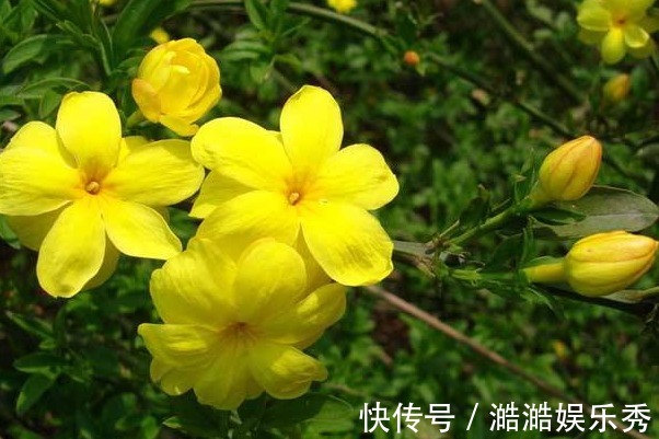 迎春花|此花寓意相爱到永远，不仅花色端庄秀丽、气质非凡，而且非常吉祥