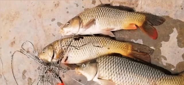 天津海河这样“钓鱼”也行？有人“可视锚鱼”加遥控船打窝，公开叫卖渔获物