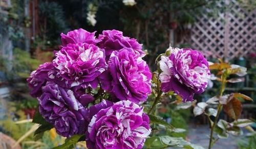 邻居|张大爷的院子里只养1种花,一年观花200天,邻居看了都羡慕