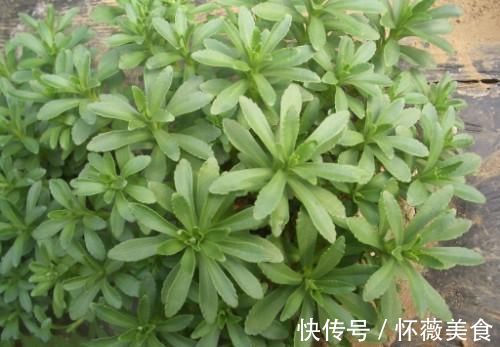 救心菜|这种野菜被人们当作杂草直接忽视了,其实它风味独特,百吃不厌