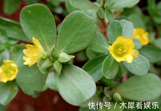 荠荠菜|农村路边常见的3种“长寿菜”,曾被踩踏遭人嫌弃,如今都抢着要