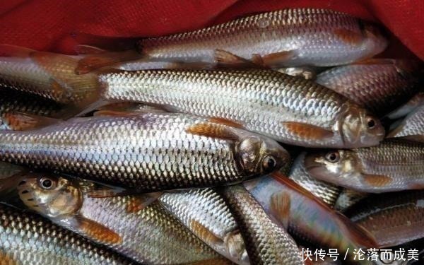 营养|这鱼3年才长9厘米,常常被误认为小杂鱼,营养丰富,遇到别错过