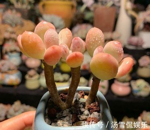 多肉|漂亮的多肉怎么养掌握“小技巧”，个个肥嘟嘟，状态美美哒