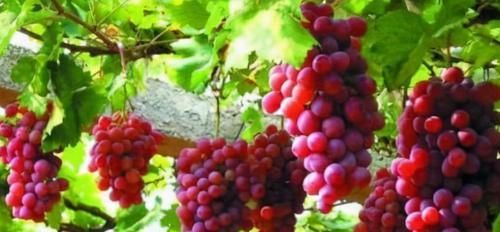 聰明人愛吃3種食物，營養(yǎng)豐富，改善體質(zhì)