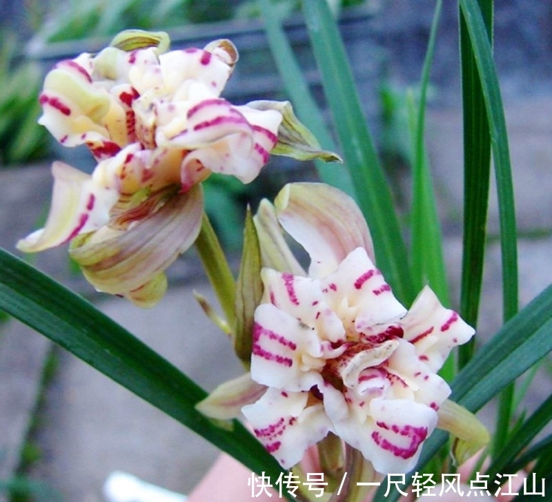 它是春兰最美“牡丹”,朵型硕大,气势磅礴,曾卖到30万一苗