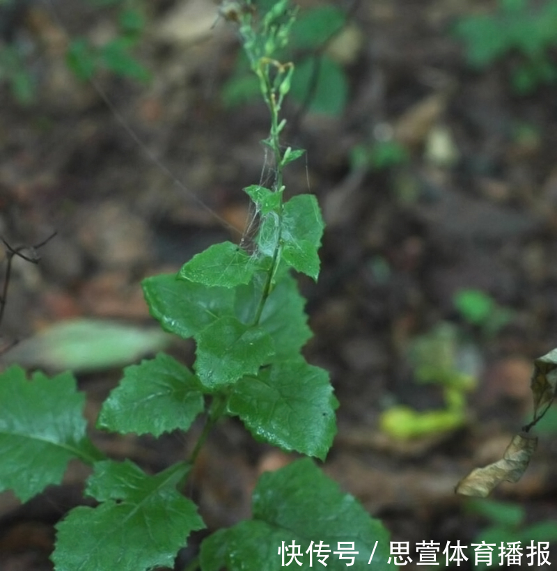 云南百米天坑下,发现消失了百年的生物,上次见它还是在1893年